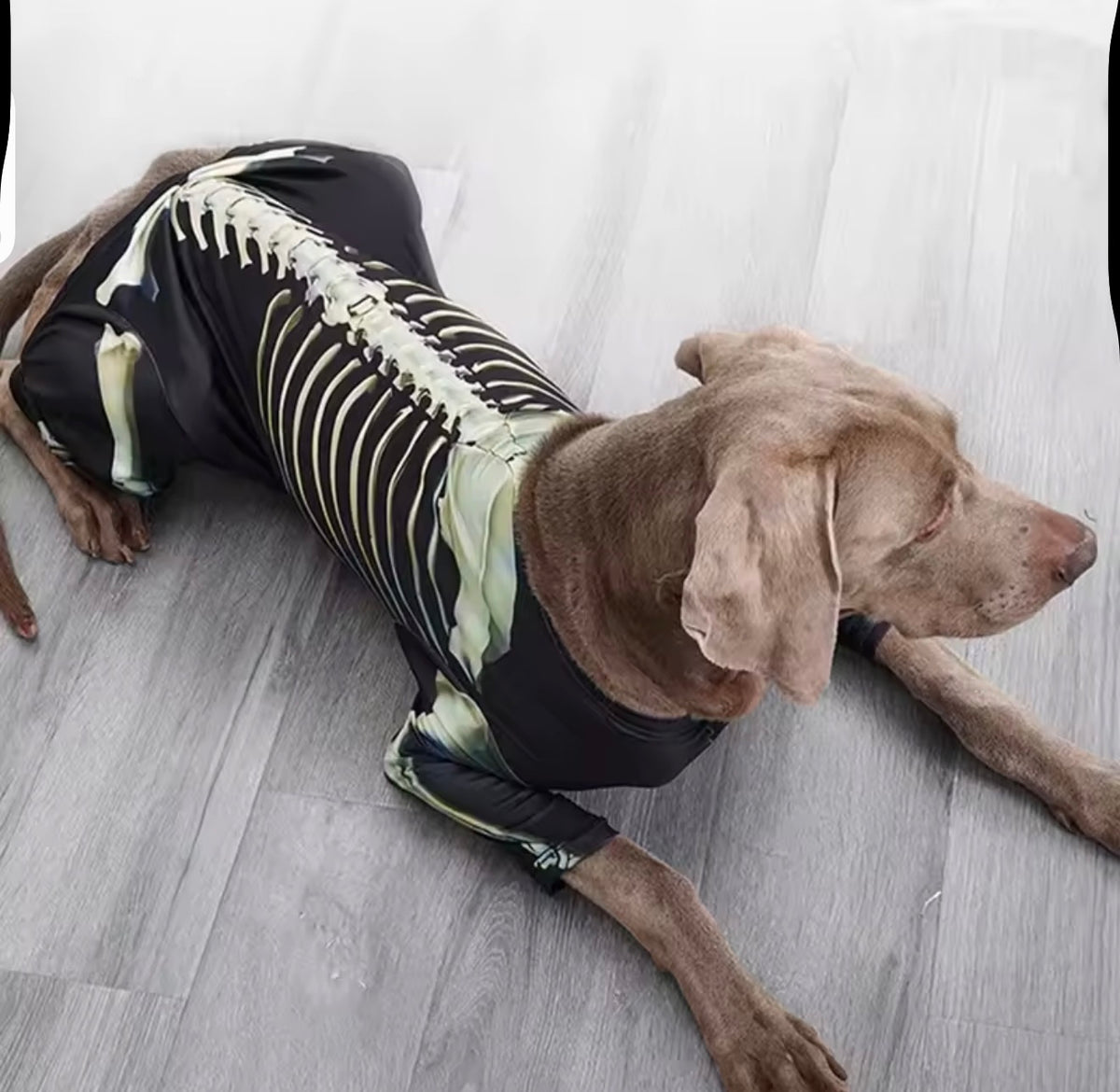Spooky Paws Halloween Collection 🎃🐾